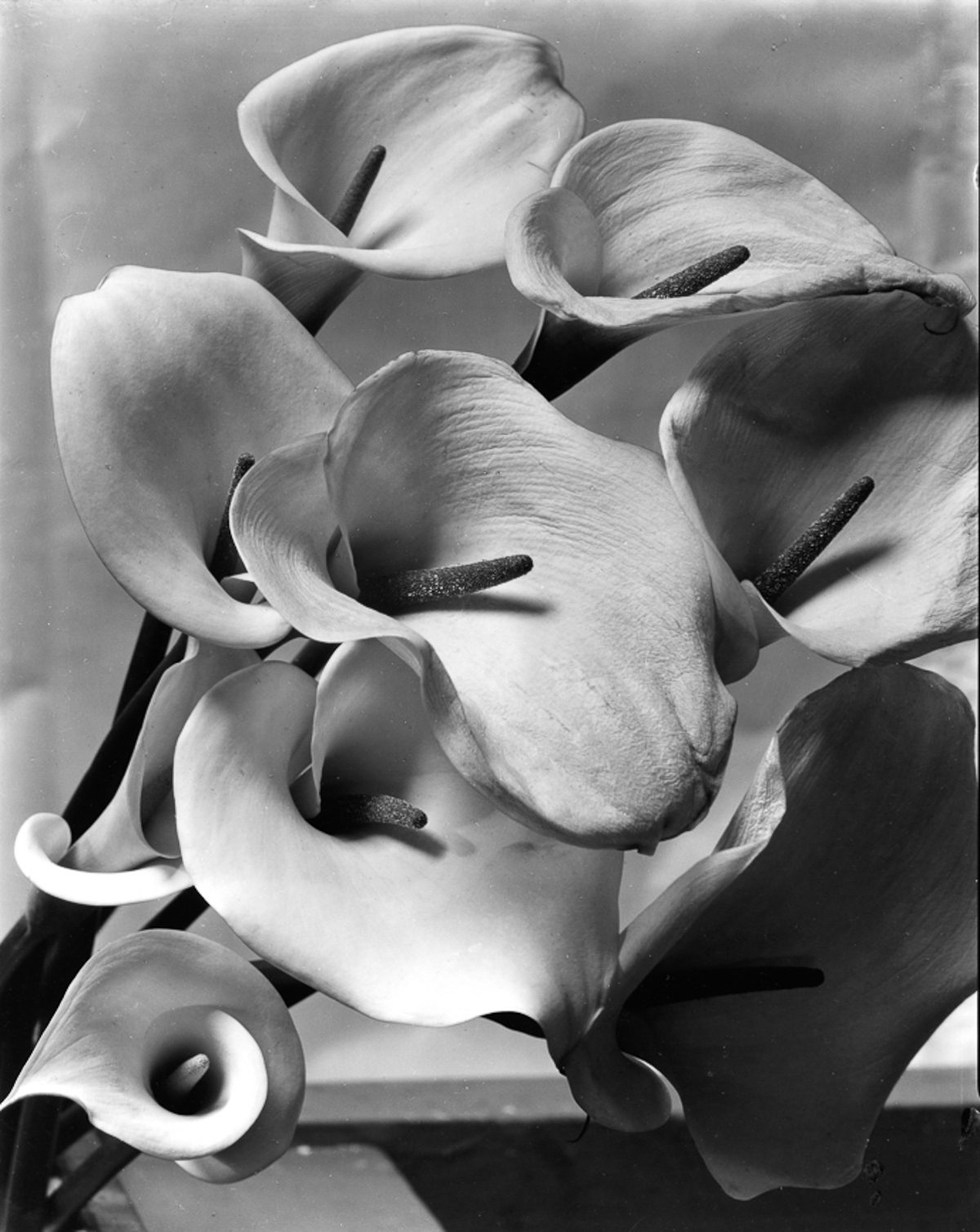 Imogen Cunningham's Sublime Close-Up Botanical Photos from the