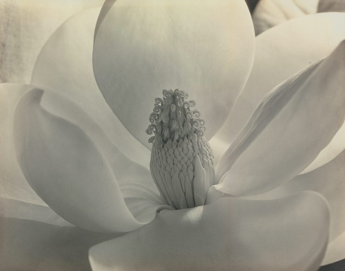 Imogen Cunningham Sublime Close-Up Botanical Photos from the 1920s and 1930s