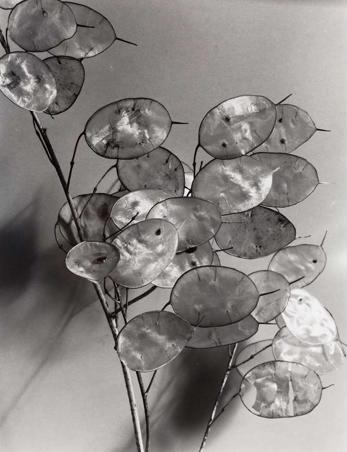 Imogen Cunningham Sublime Close-Up Botanical Photos from the 1920s and 1930s