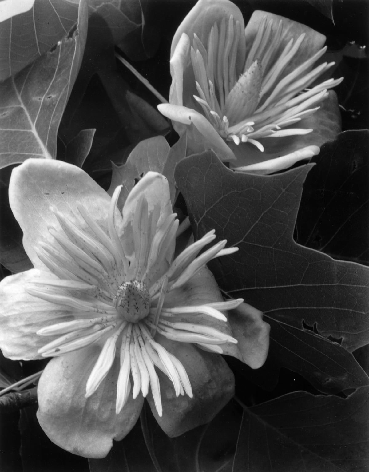 Imogen Cunningham's Sublime Close-Up Botanical Photos from the