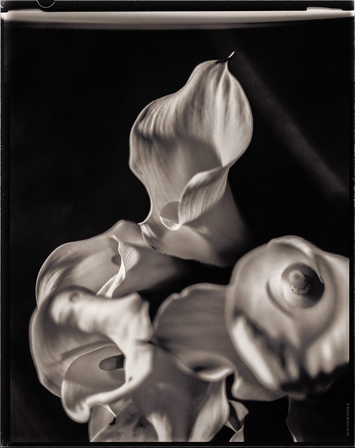 Imogen Cunningham Sublime Close-Up Botanical Photos from the 1920s and 1930s
