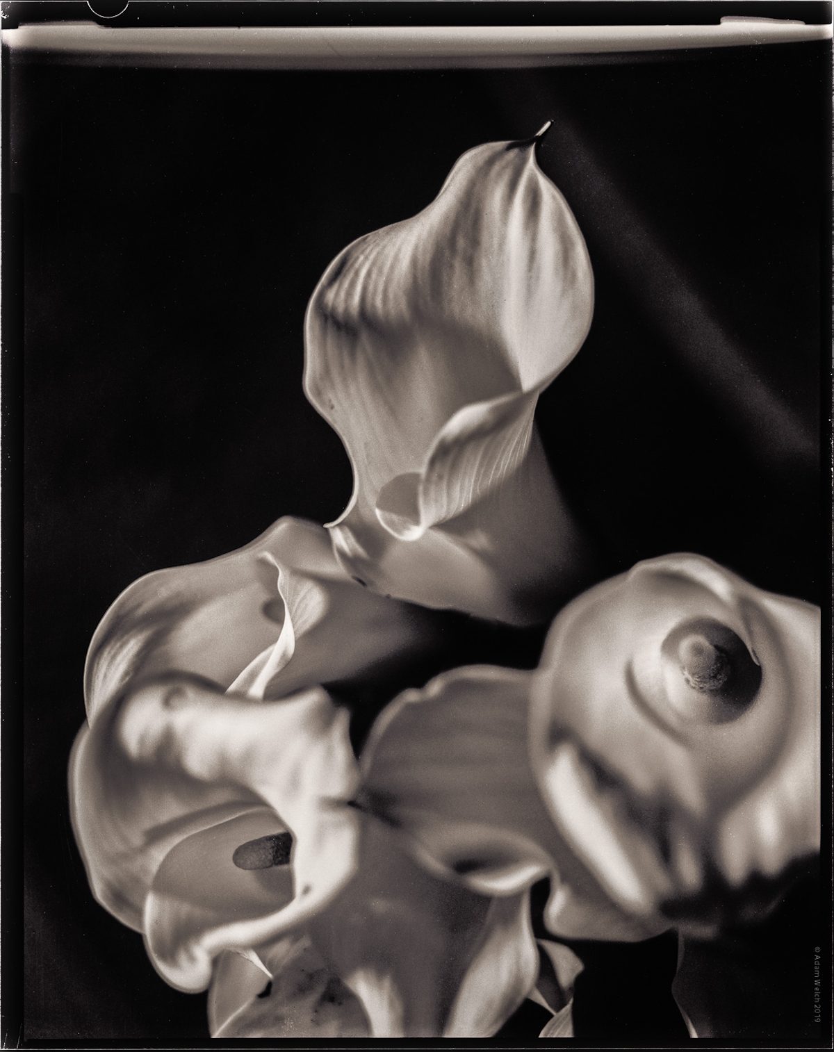 Imogen Cunningham's Sublime Close-Up Botanical Photos from the