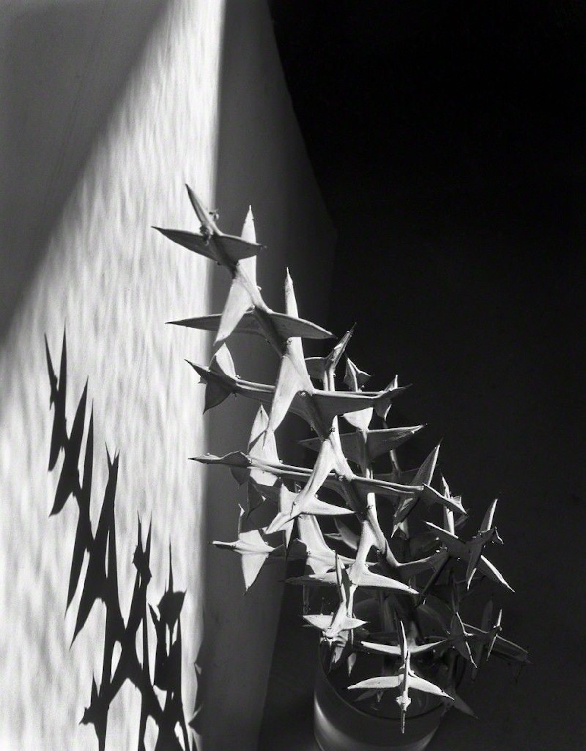 Imogen Cunningham s Sublime Close Up Botanical Photos From The 1920s Imogen Cunningham s Sublime Close Up Botanical Photos From The 1920s