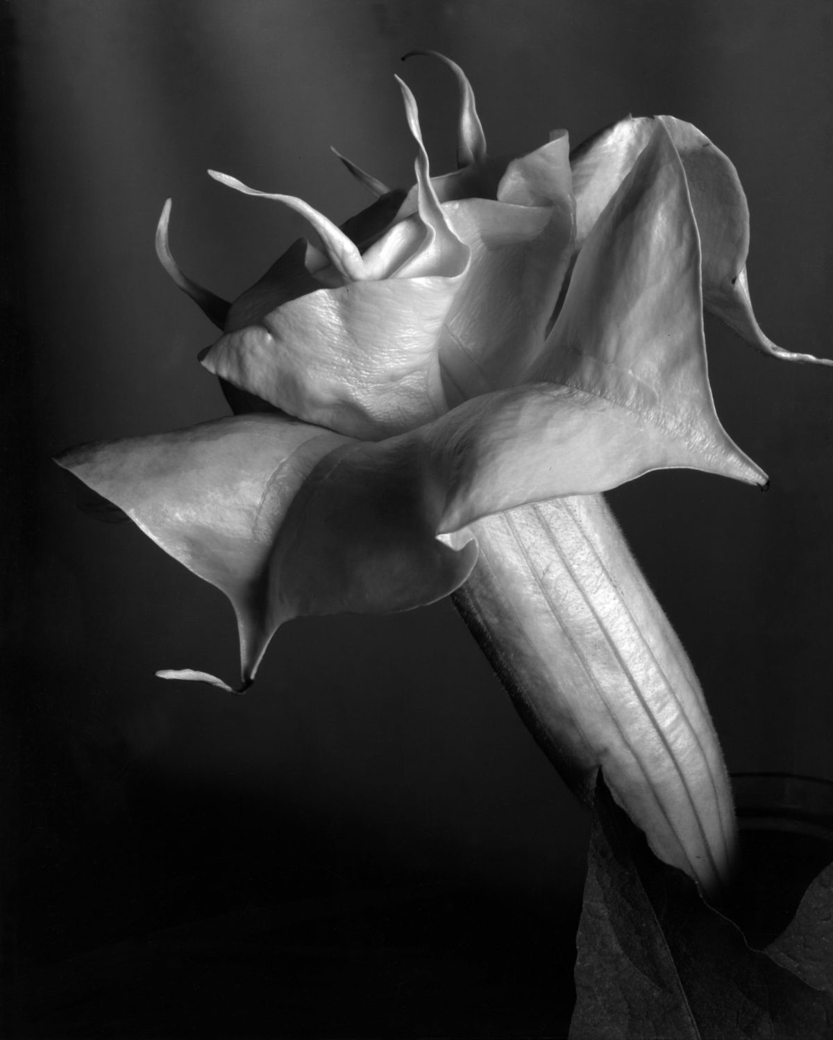 Imogen Cunningham Sublime Close-Up Botanical Photos from the 1920s and 1930s