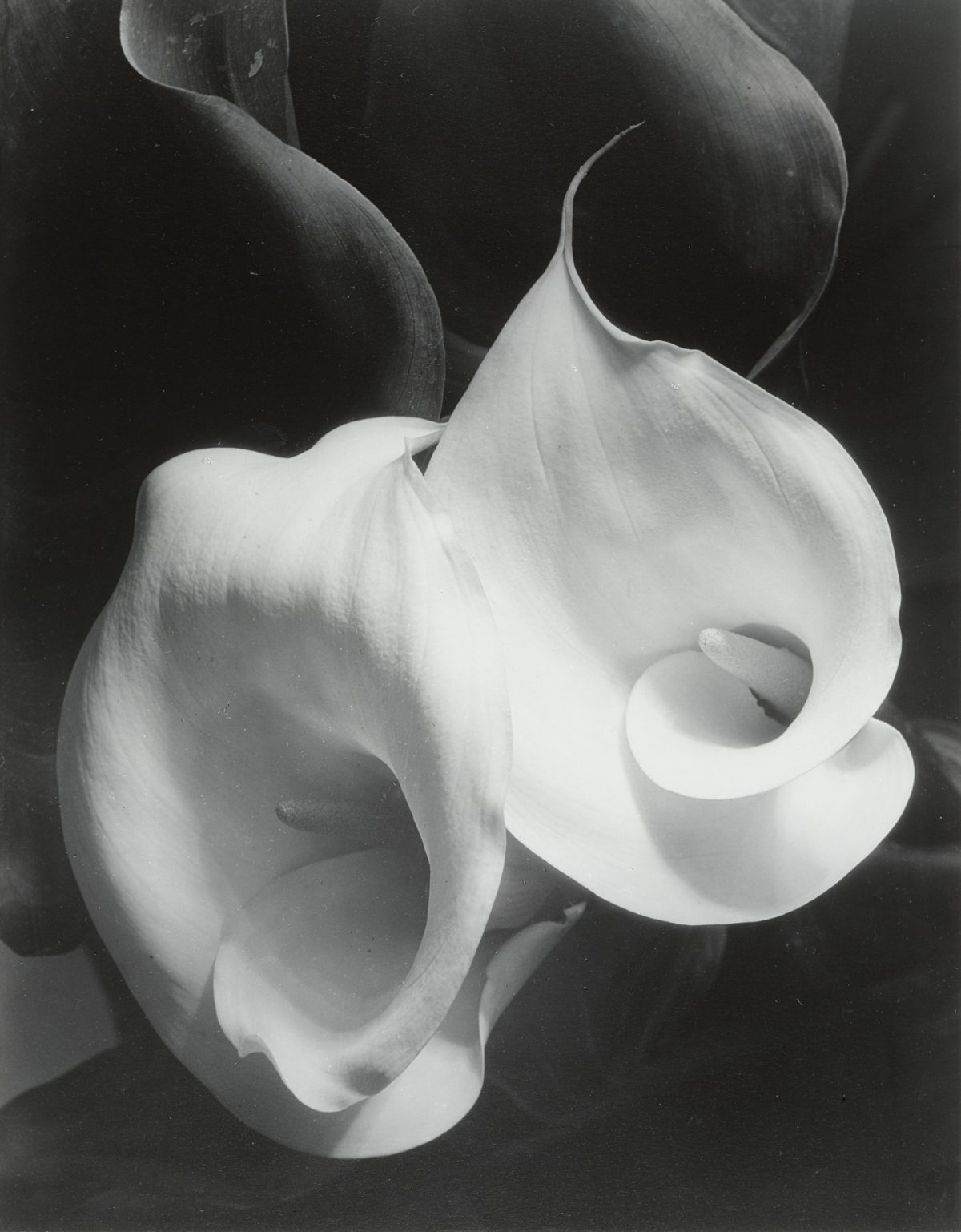 Imogen Cunningham Sublime Close-Up Botanical Photos from the 1920s and 1930s