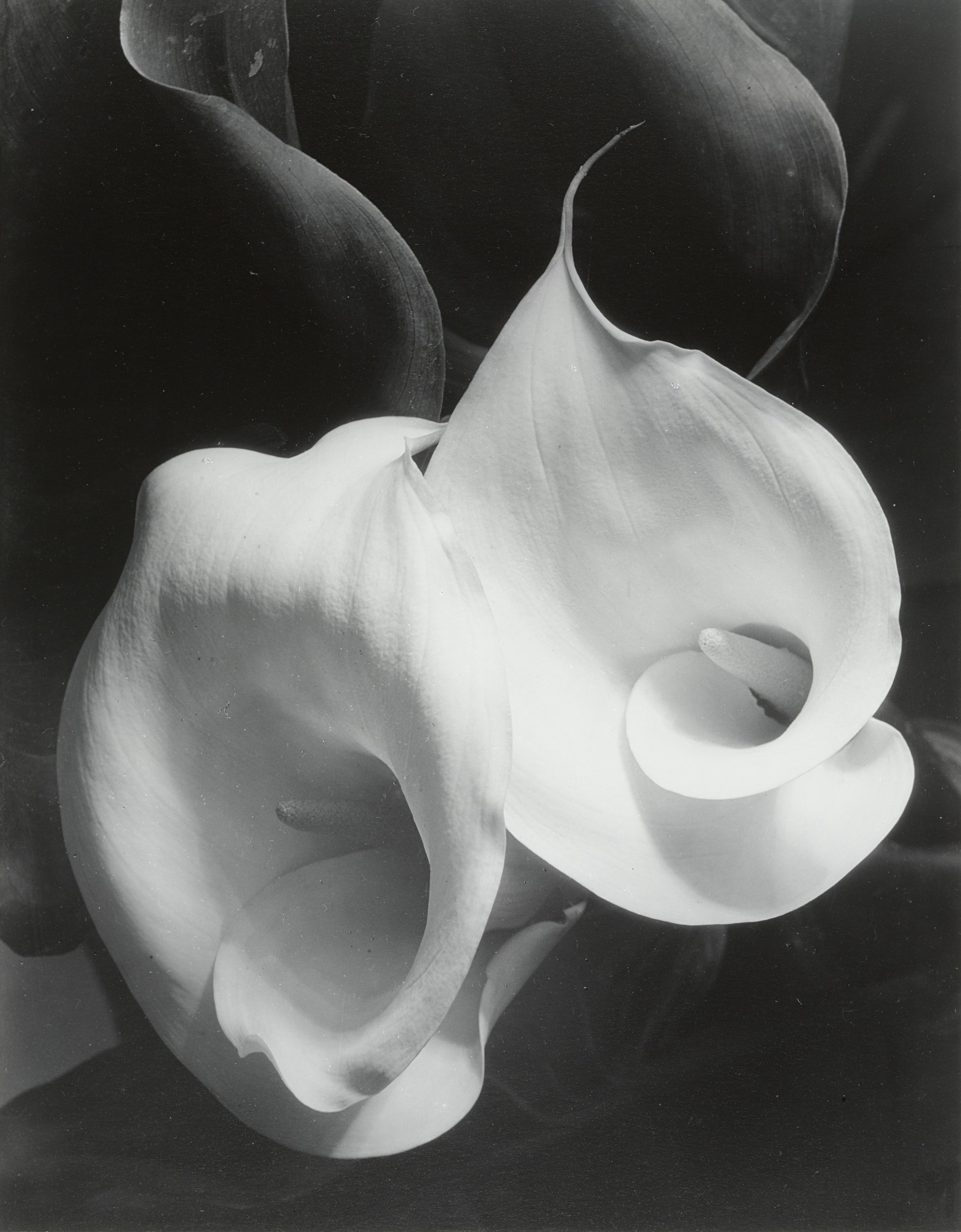 Imogen Cunningham s Sublime Close Up Botanical Photos From The 1920s Imogen Cunningham s Sublime Close Up Botanical Photos From The 1920s