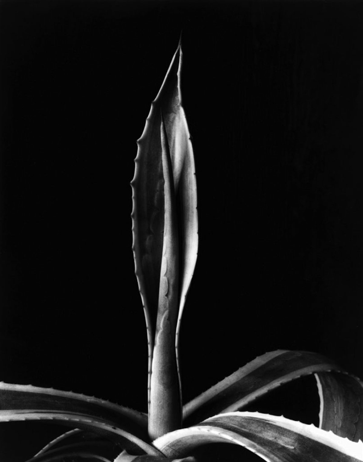 Imogen Cunningham Sublime Close-Up Botanical Photos from the 1920s and 1930s