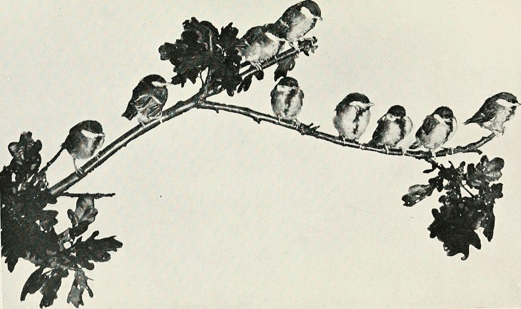Baby Birds At Home by Richard Kearton, photographs by Cherry and Richard Kearton published by Cassell & Co.. London ,1912 The Great Tit