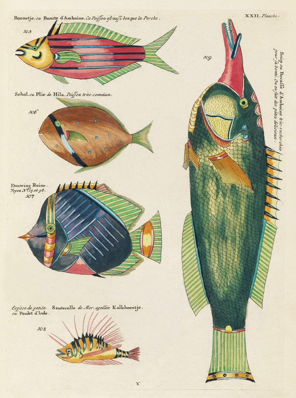 Louis Renard fish 18th Century art