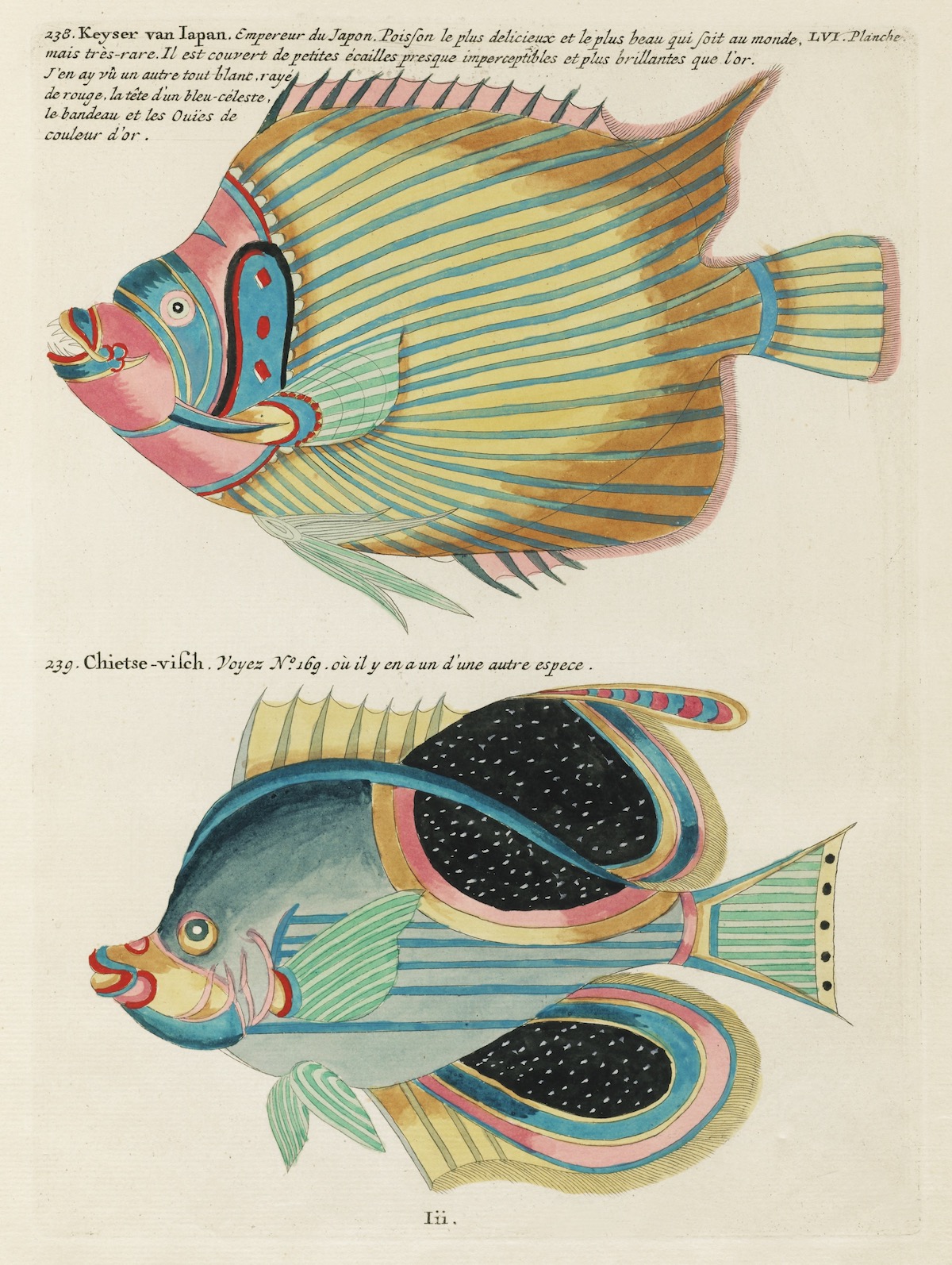 Louis Renard's Superb Illustrations of the East Indies Marine life He ...