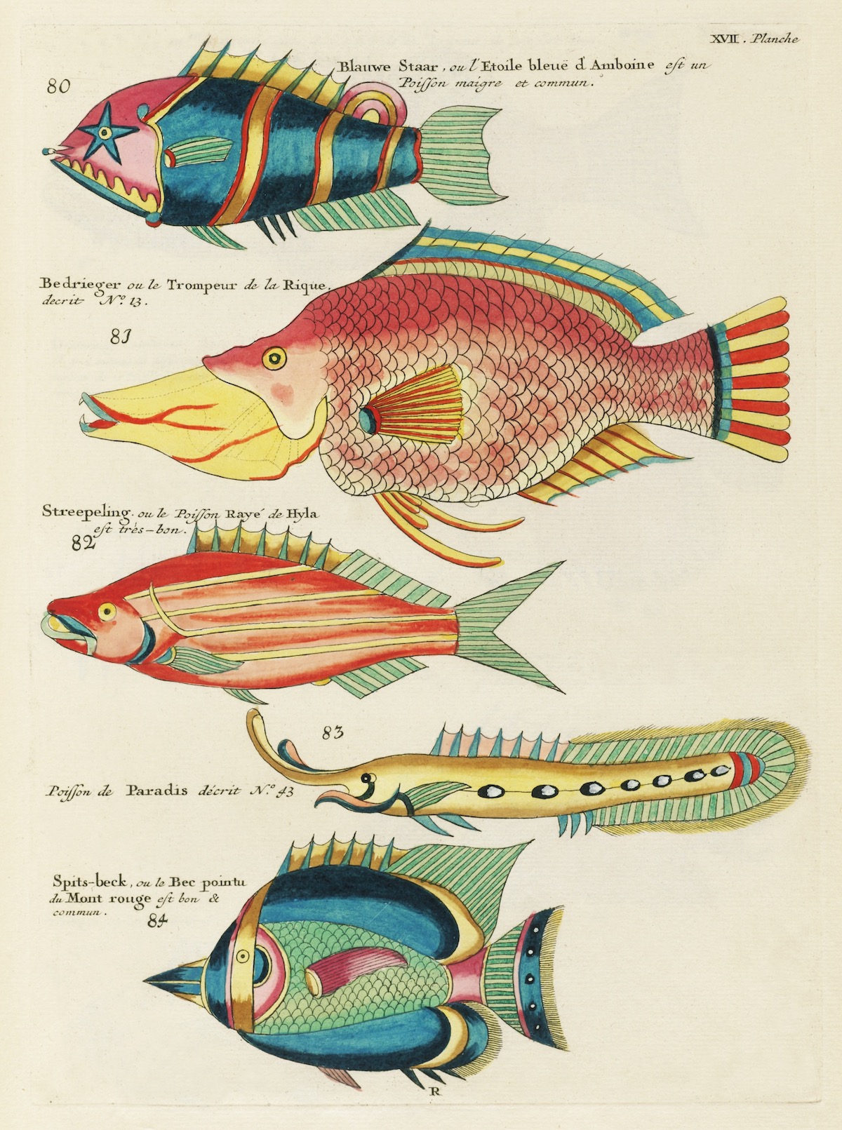 Louis Renard fish 18th Century art