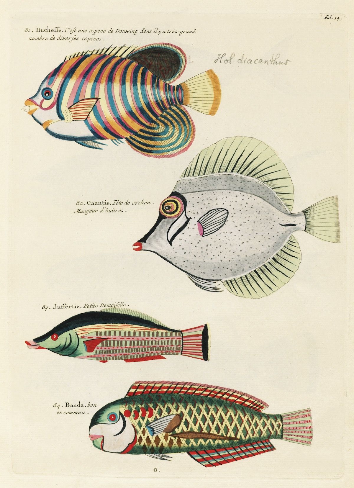 Louis Renard's Superb Illustrations of the East Indies Marine life He ...