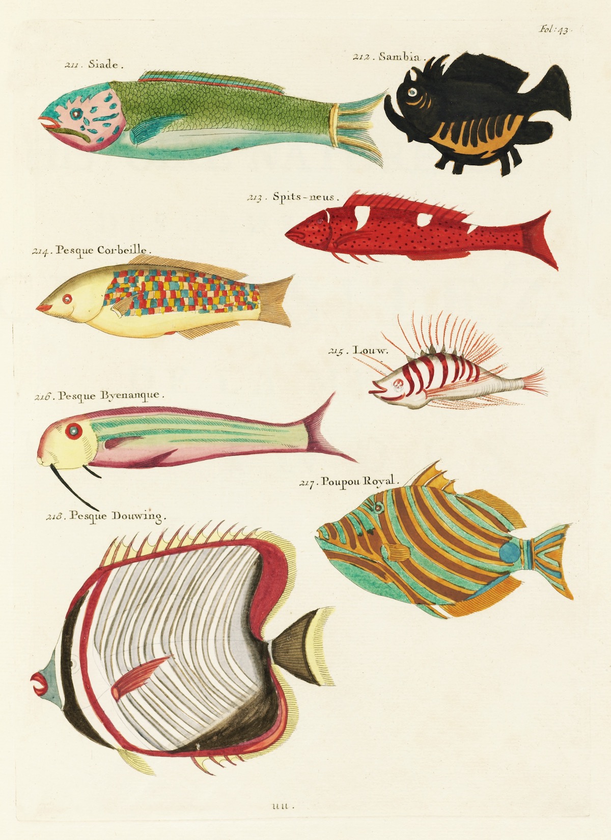 Louis Renard fish 18th Century art