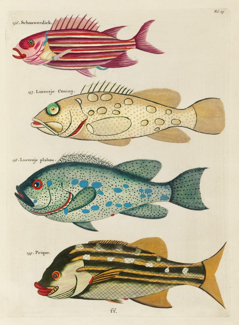 Louis Renard's Superb Illustrations of the East Indies Marine life He ...