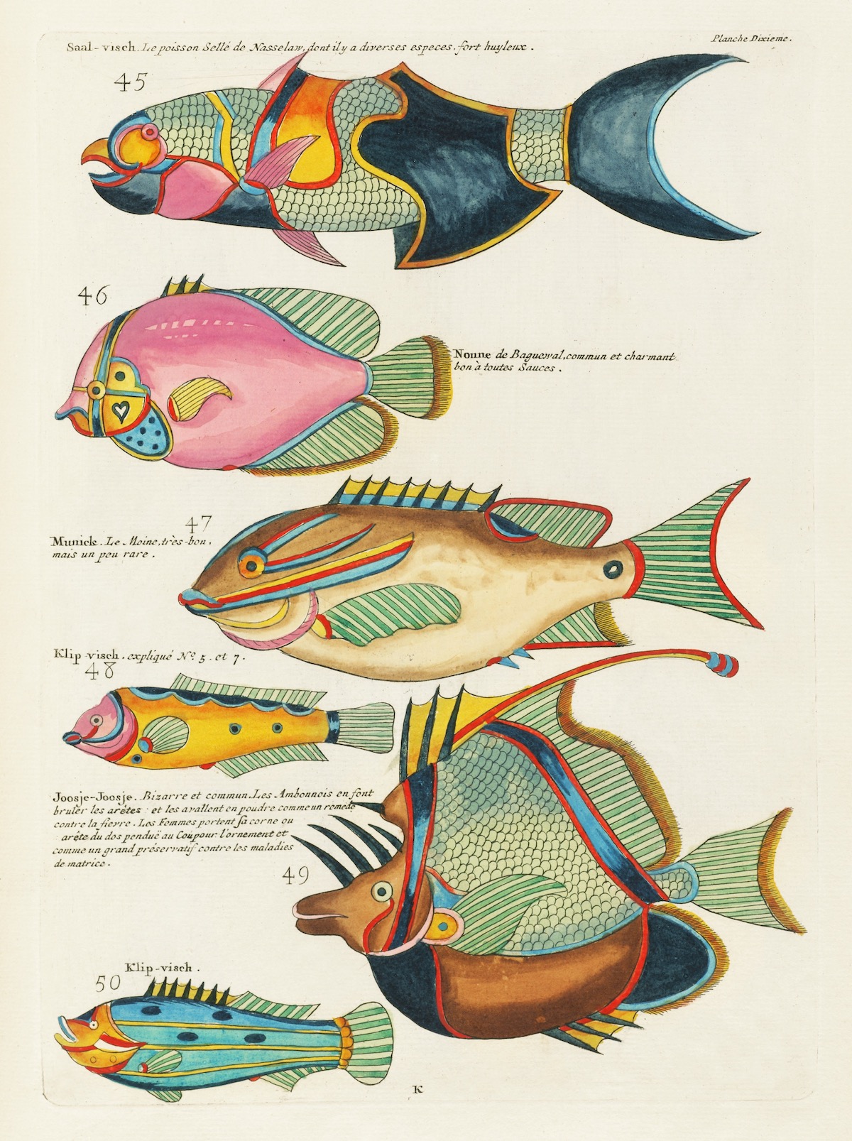 Louis Renard fish 18th Century art