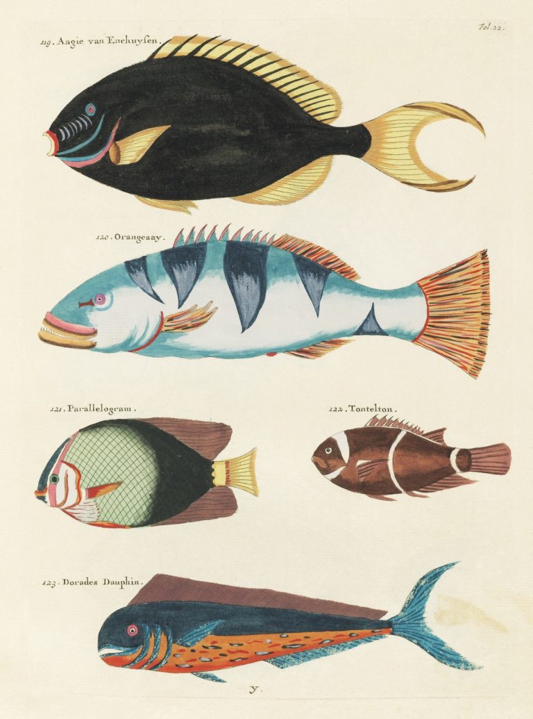 Louis Renard's Superb Illustrations of the East Indies Marine life He ...