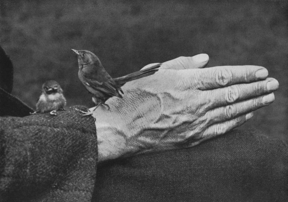 Richard Cherry Kearton - Two Photography Pioneers, Baby Birds One Stuffed Ox - Flashbak