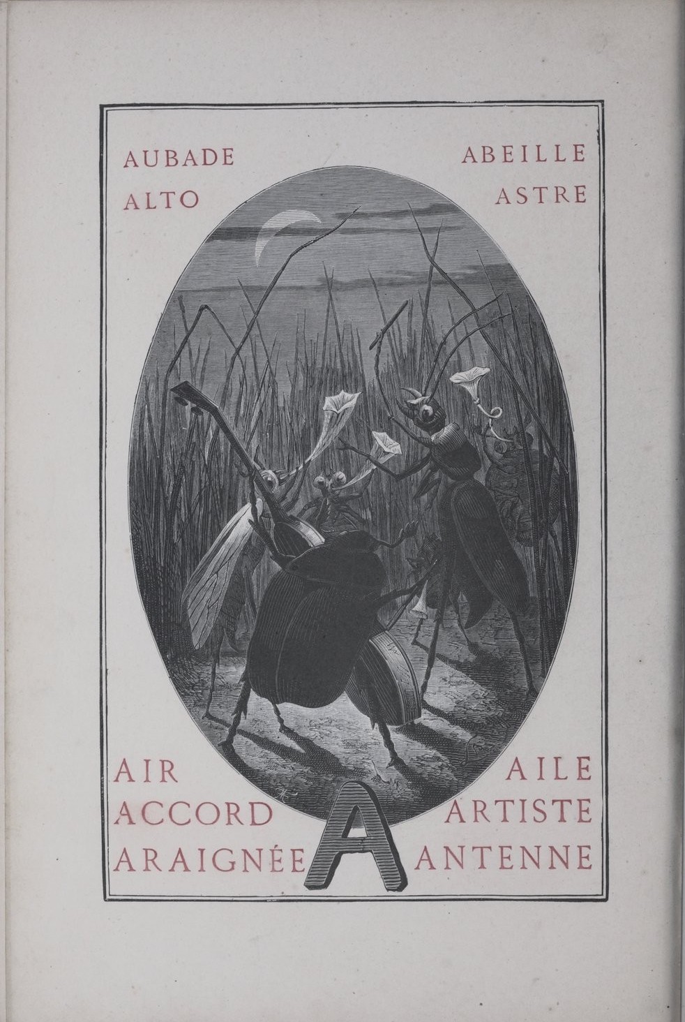 The Insect Alphabet 1883