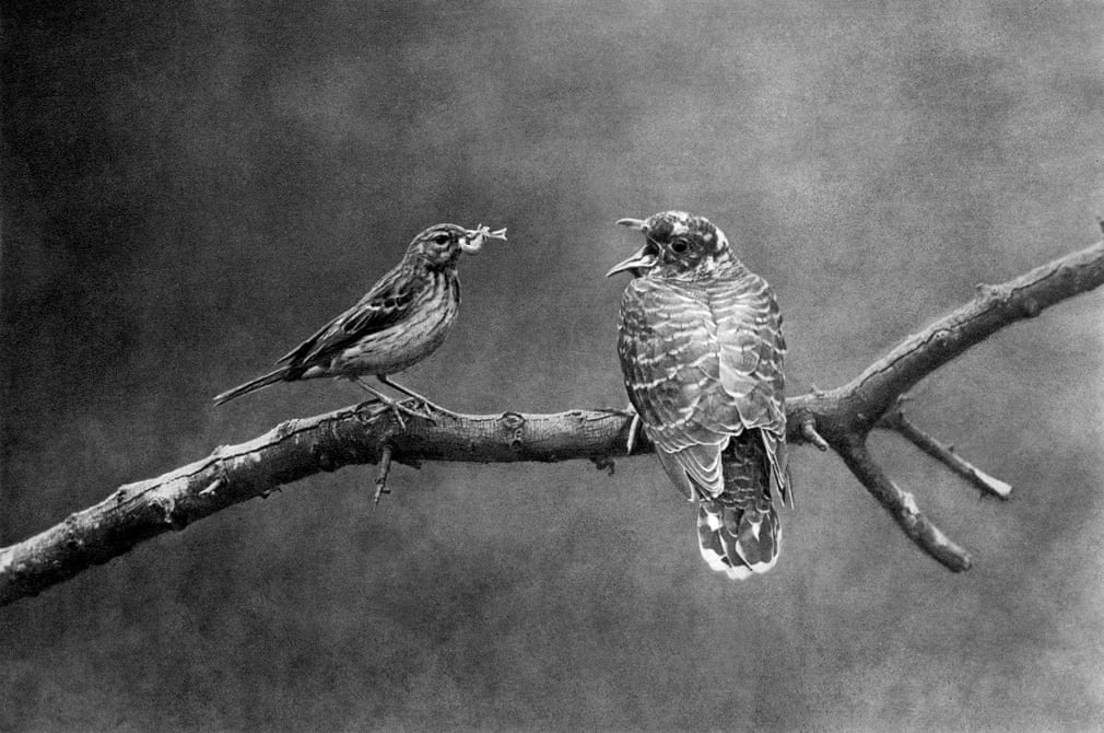 Tree pipit feeding young cuckoo by Cherry Kearton
