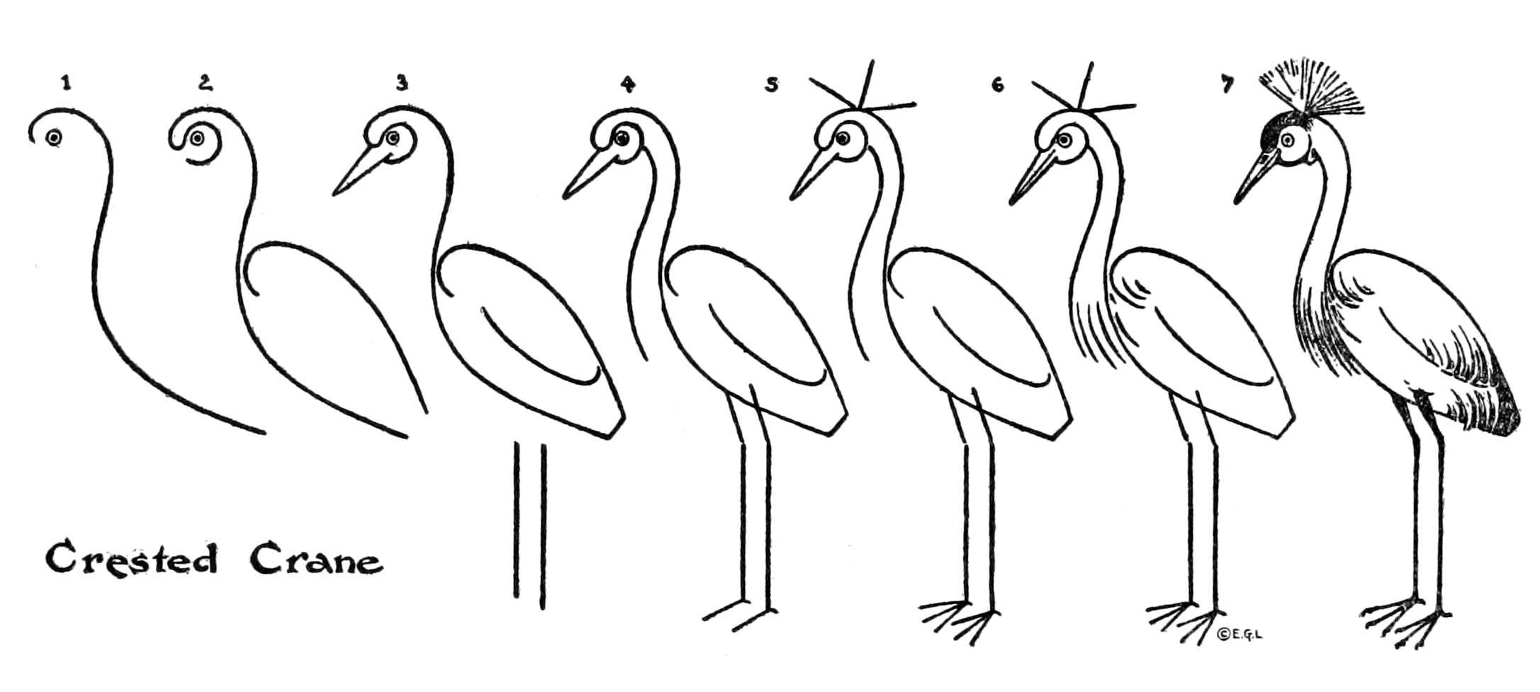 Group of Flamingos drawing