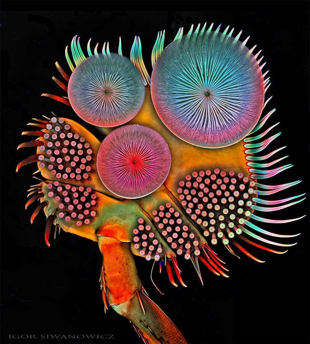 Incredible Photographs of Microscopic Creatures