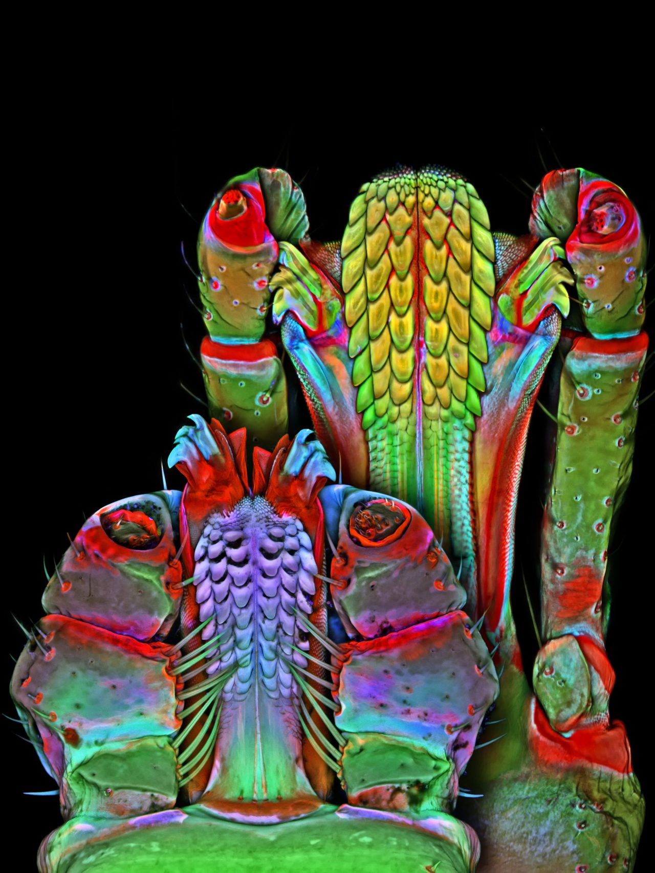 A Scientist's Incredible Photographs Of Microscopic Creatures - Flashbak