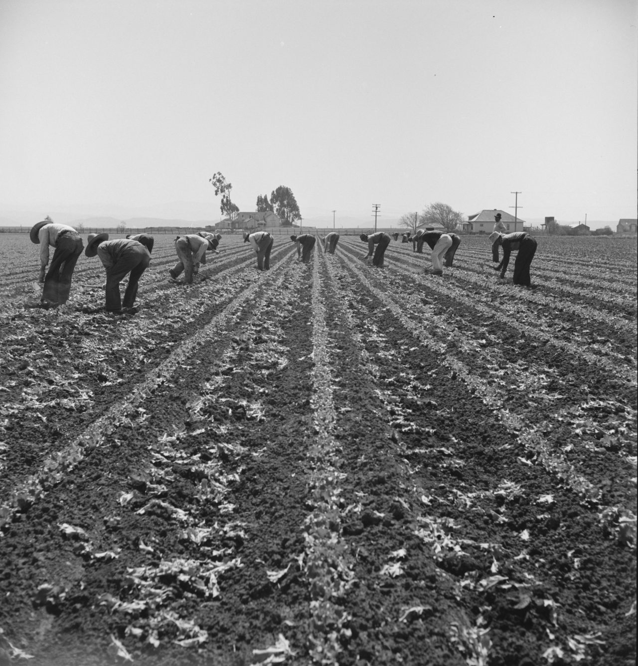 Filipino boys thinning lettuce. Salinas Valley, California Contributor Names Lange, Dorothea, photographer Created / Published 1939 Apr.