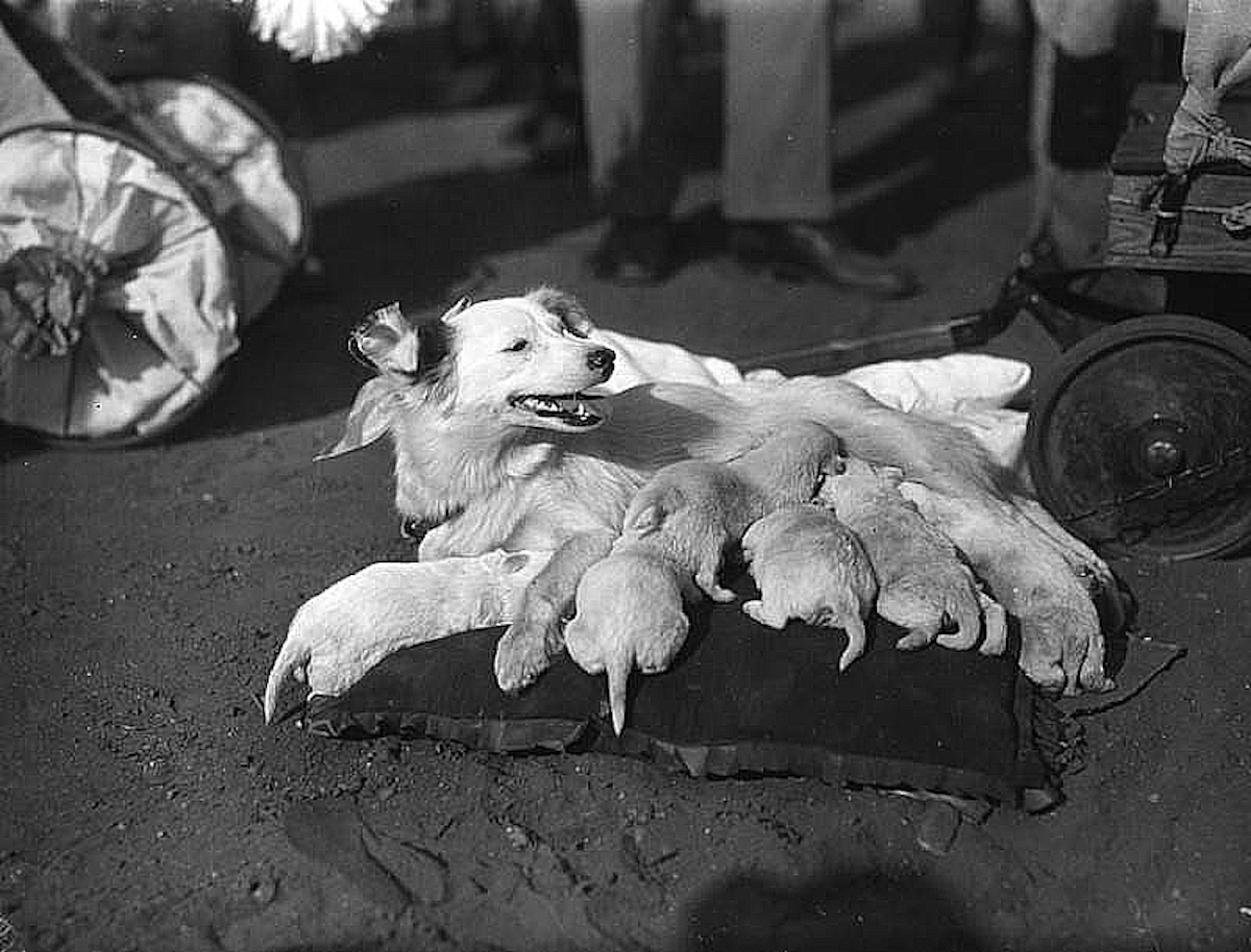 Venice Beach Pet Show 1930s