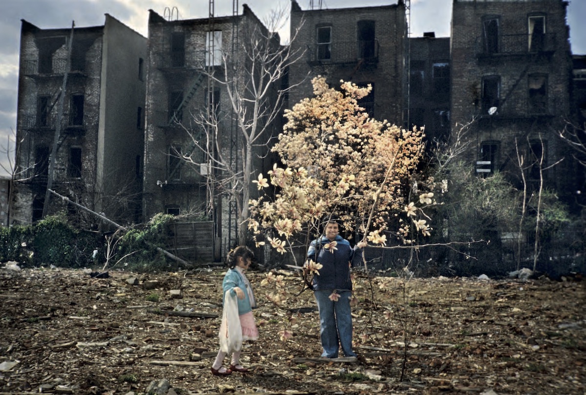 Magnolia Tree Gates Ave, Bushwick, Brooklyn, NY. May 1983
