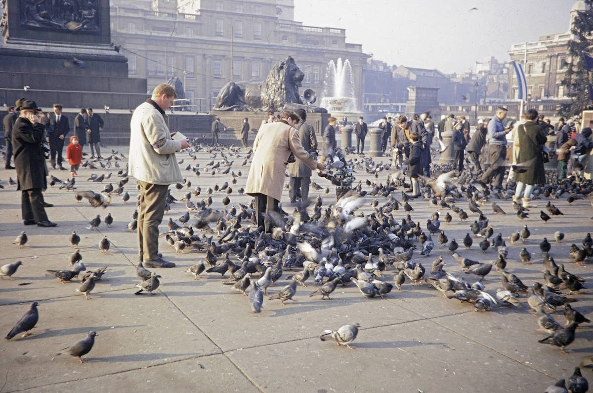 Feeding Pigeons Trafalgar Square London 1960s