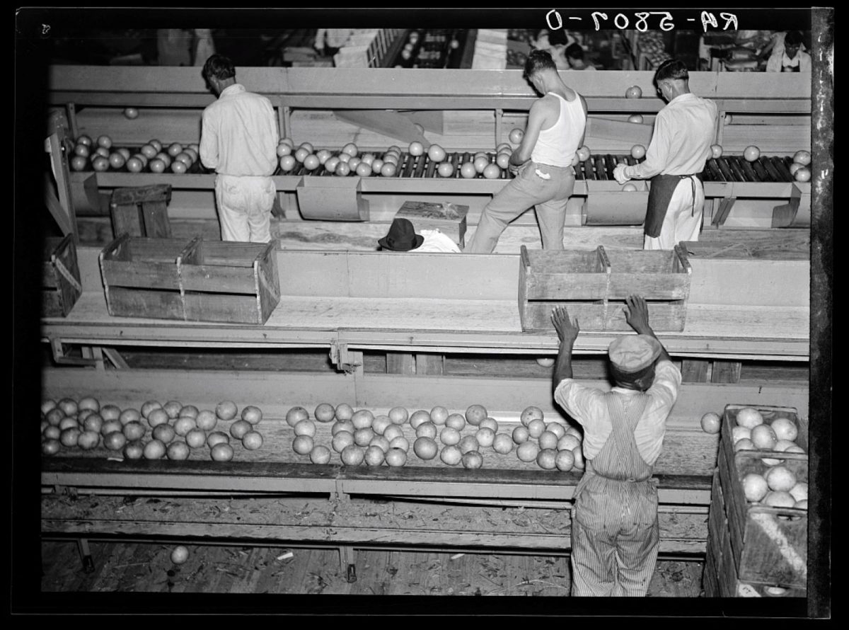 Marion Post Wolcott, photography, citrus pickers, America, documentary photography, people, places, 1940s