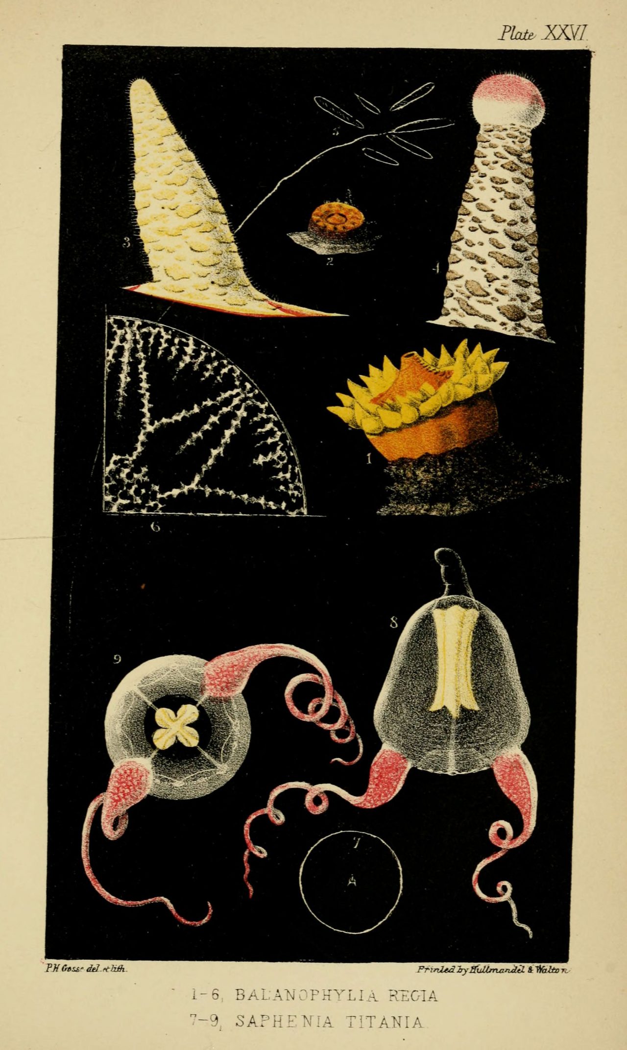 John Van Voorst,1853