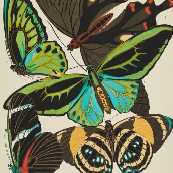 Papillons: Lush Prints Of EA Séguy’s Sensational Butterflies