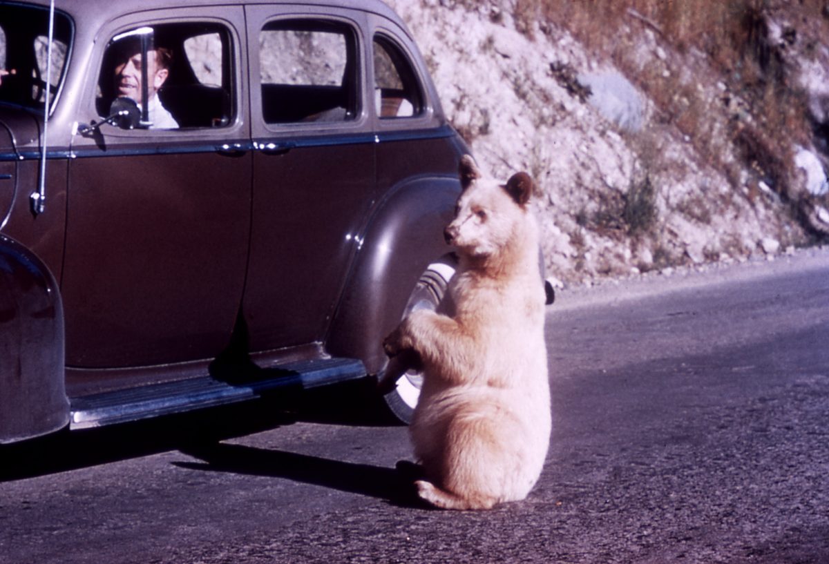 Albino black bear begging at car in Glacier National Park; R Robinson; No date