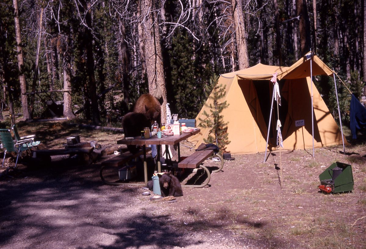 Black bear cubs raiding a campsite; Photographer unknown; 1964
