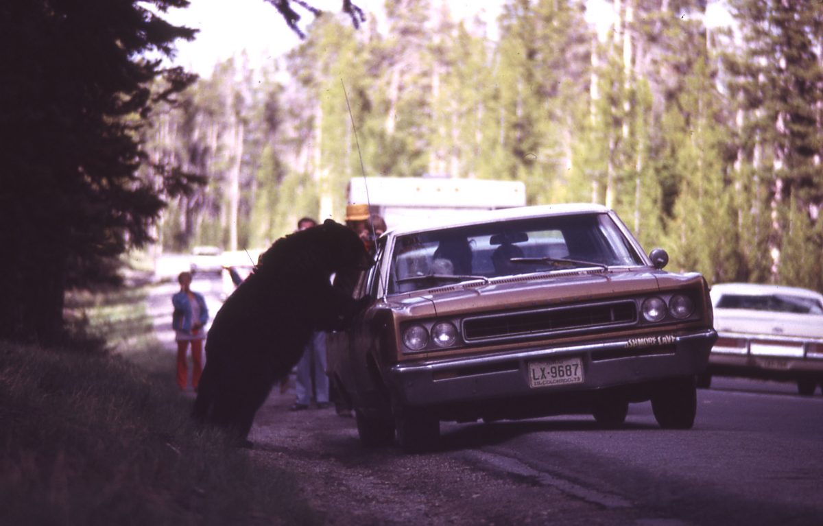 Black bear fed from a car; Harlan Kredit; 1973