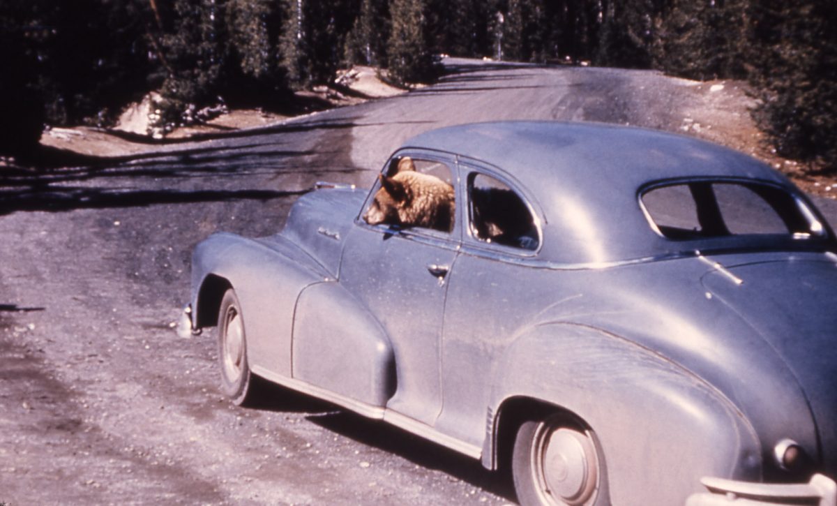 Black bear in driver's side of car