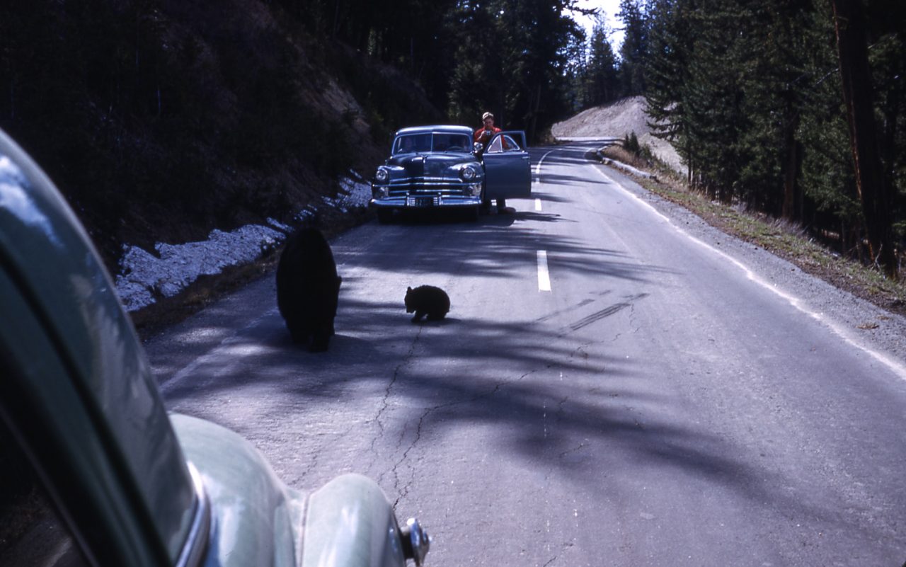 Black bear sow & cub on road with traffic near Tower Falls; R Robinson; 1953