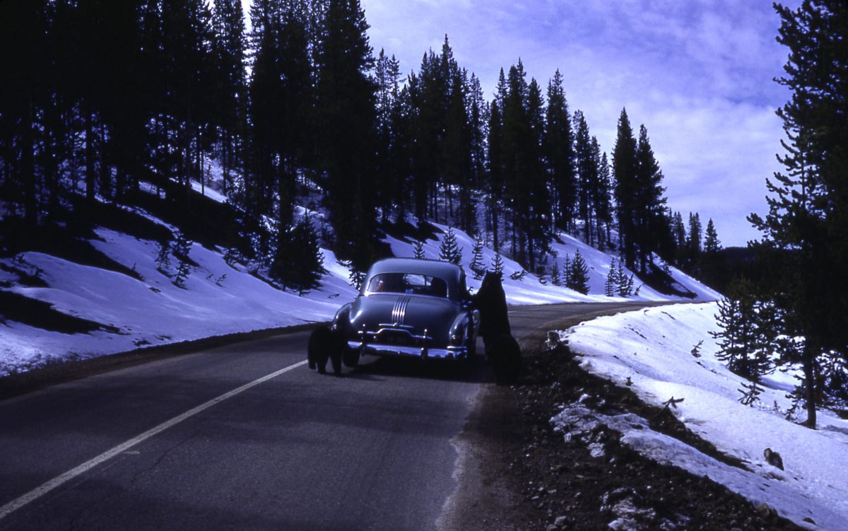 Black bears on car in the Tower Falls area; R Robinson; 1953