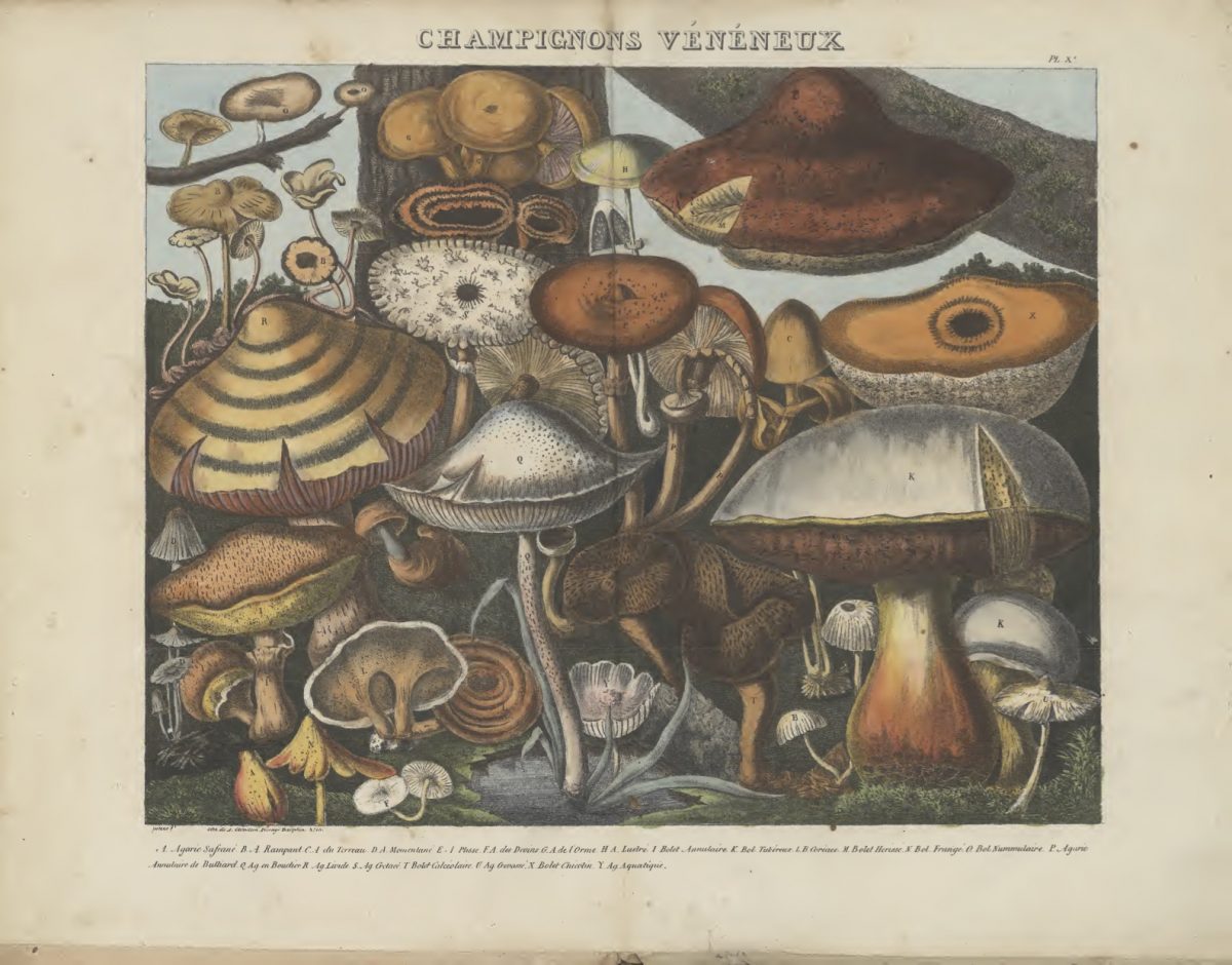 Mushrooms 1827-1828