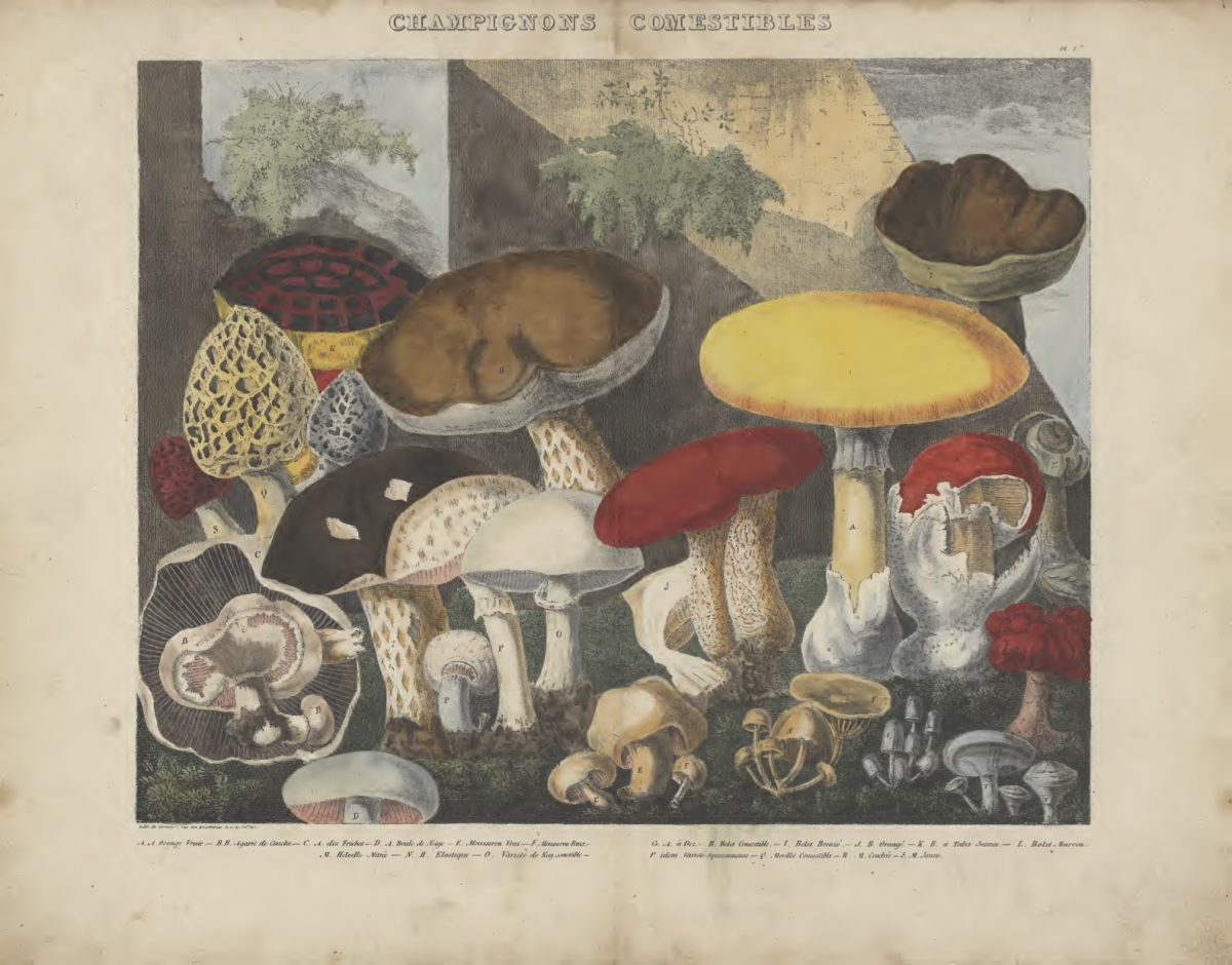 Mushrooms 1827-1828