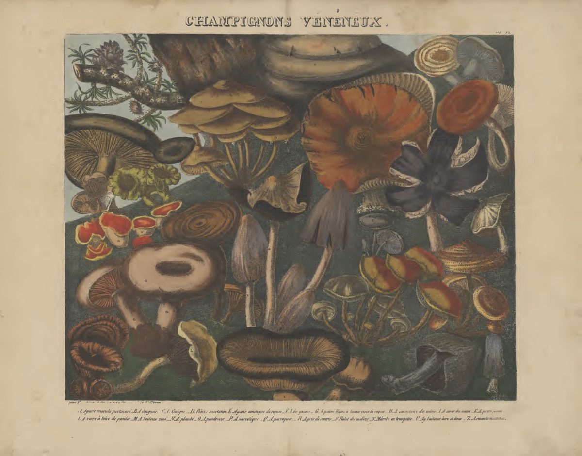 Mushrooms 1827-1828