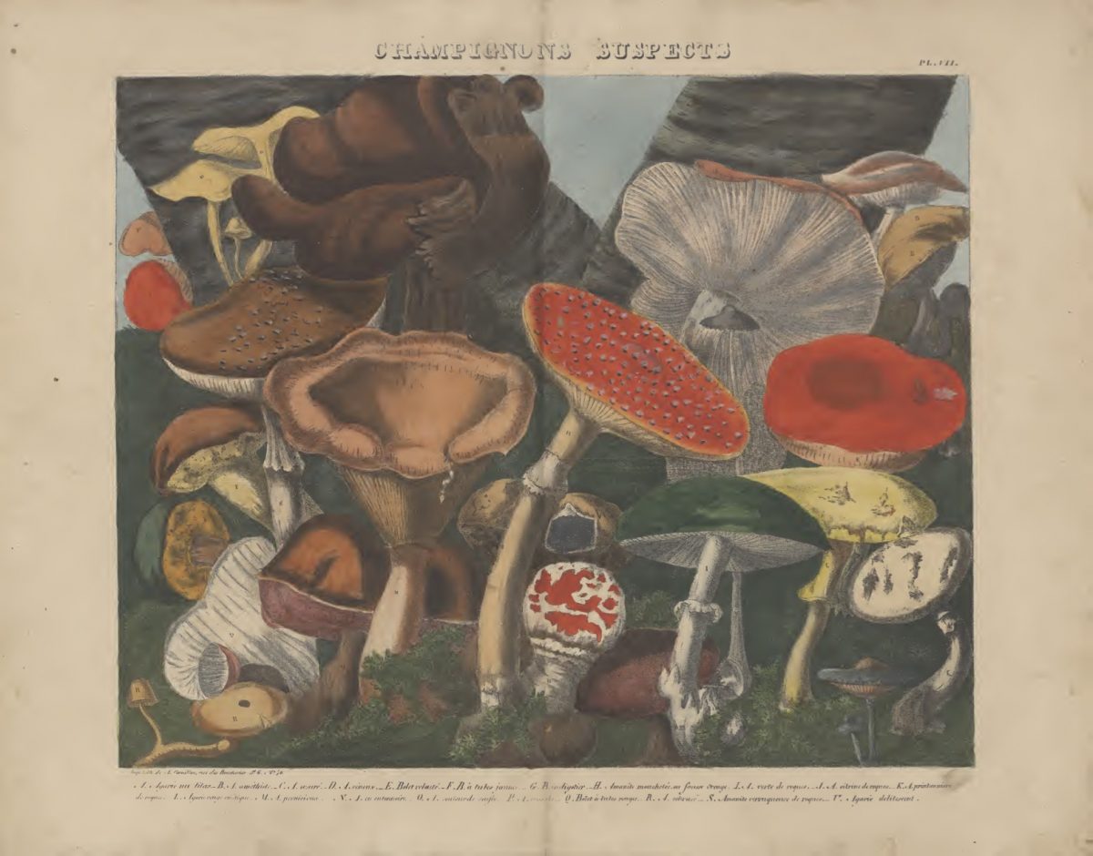 Mushrooms 1827-1828