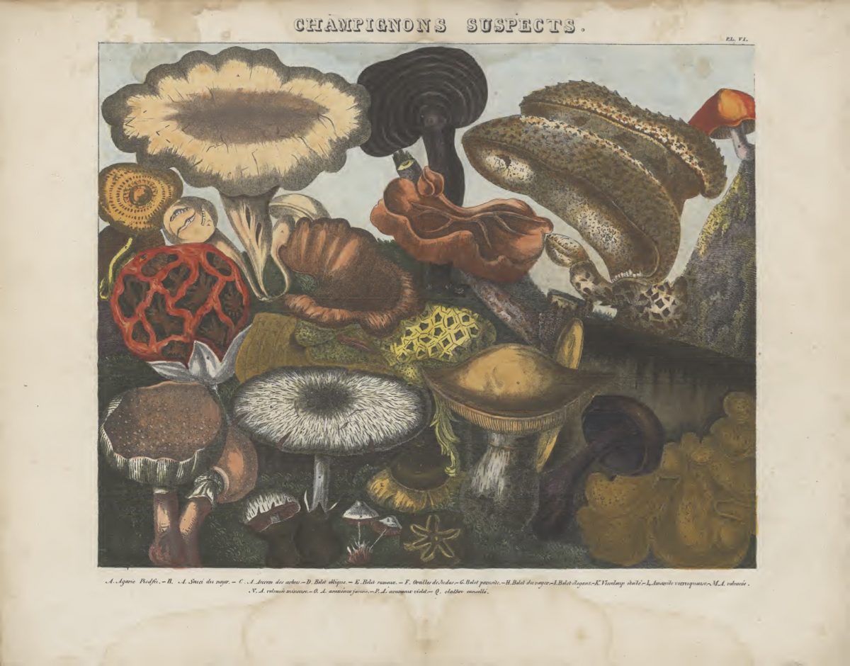 Mushrooms 1827-1828