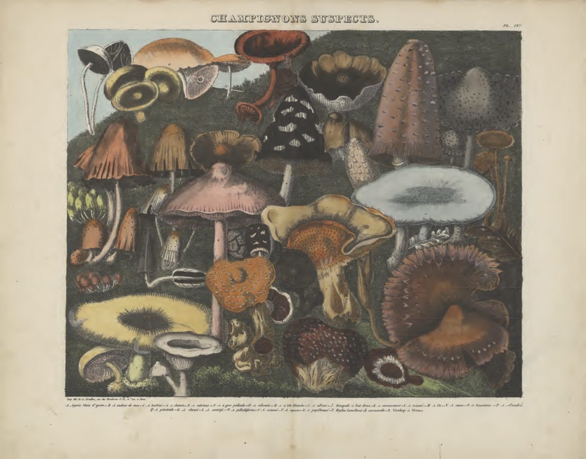 Mushrooms 1827-1828