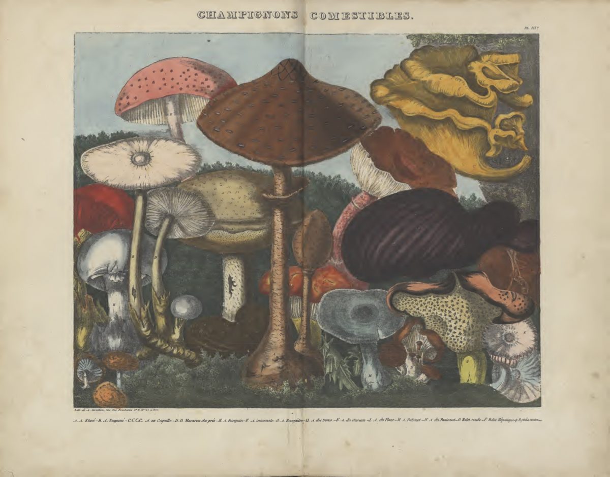 Mushrooms 1827-1828