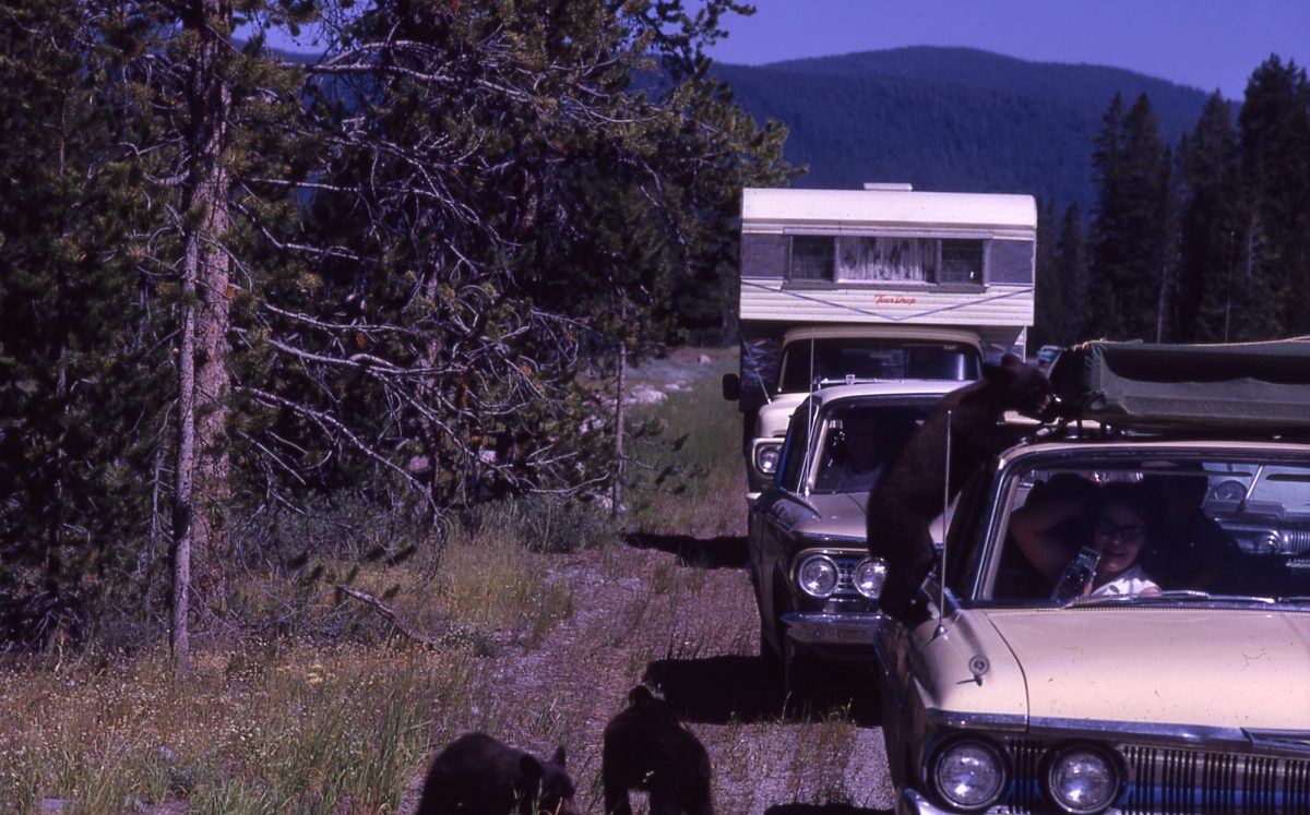 Roadside black bears; Miller; 1962