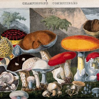 Illustrations from the Book of Edible, Suspect and Poisonous Mushrooms – 1827