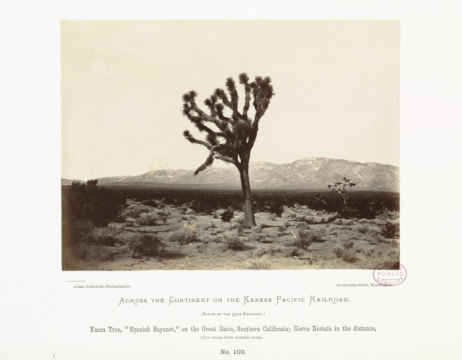 Yucca tree, Spanish Bayonet, on the Great Basin, Southern California; Sierra Nevada in the distance, 1670 miles from Missouri River.