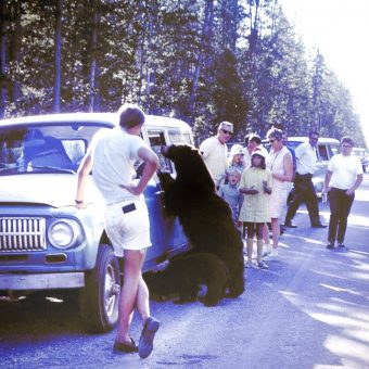 Feeding The Bears At Yellowstone – Photos From The 1950s and 1960s